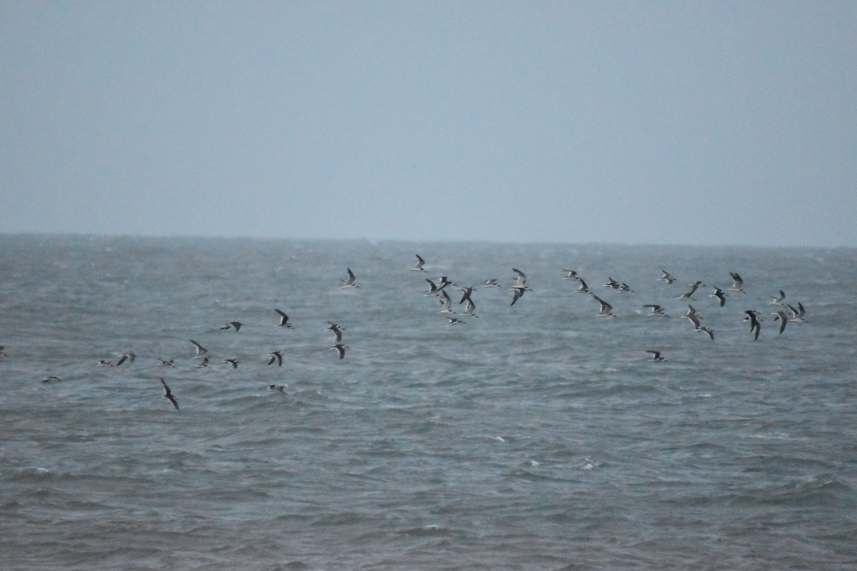 Black Skimmer - ML376432821