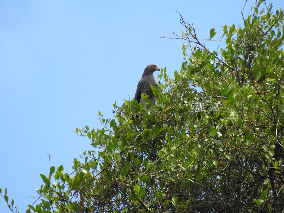 Roadside Hawk - ML376432831