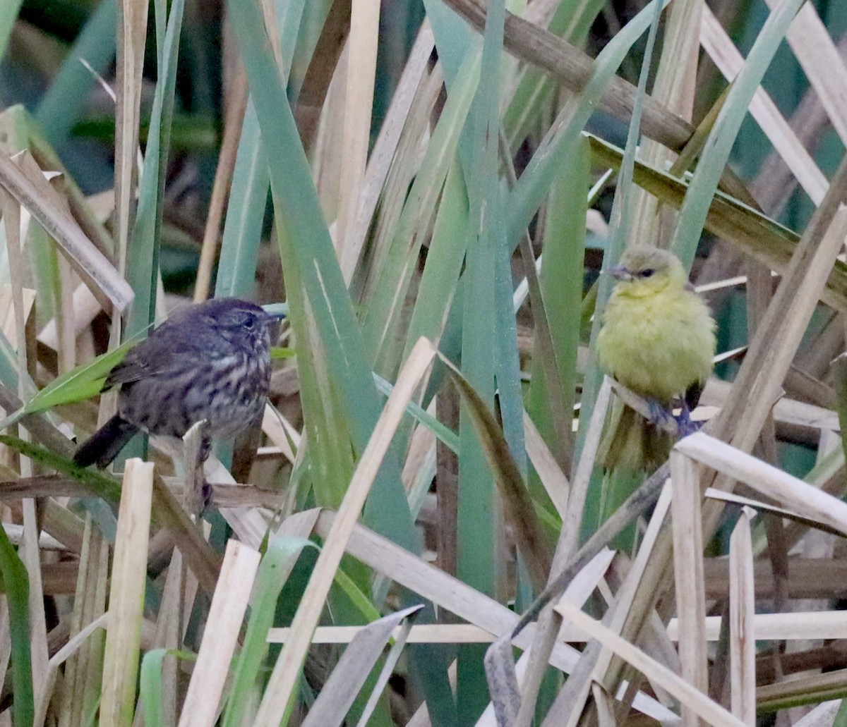 Orchard Oriole - ML376433201