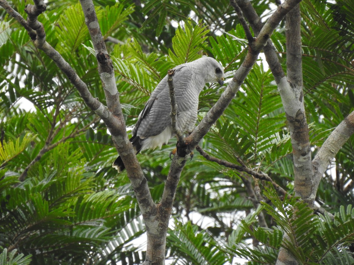 Gray-lined Hawk - ML376433371