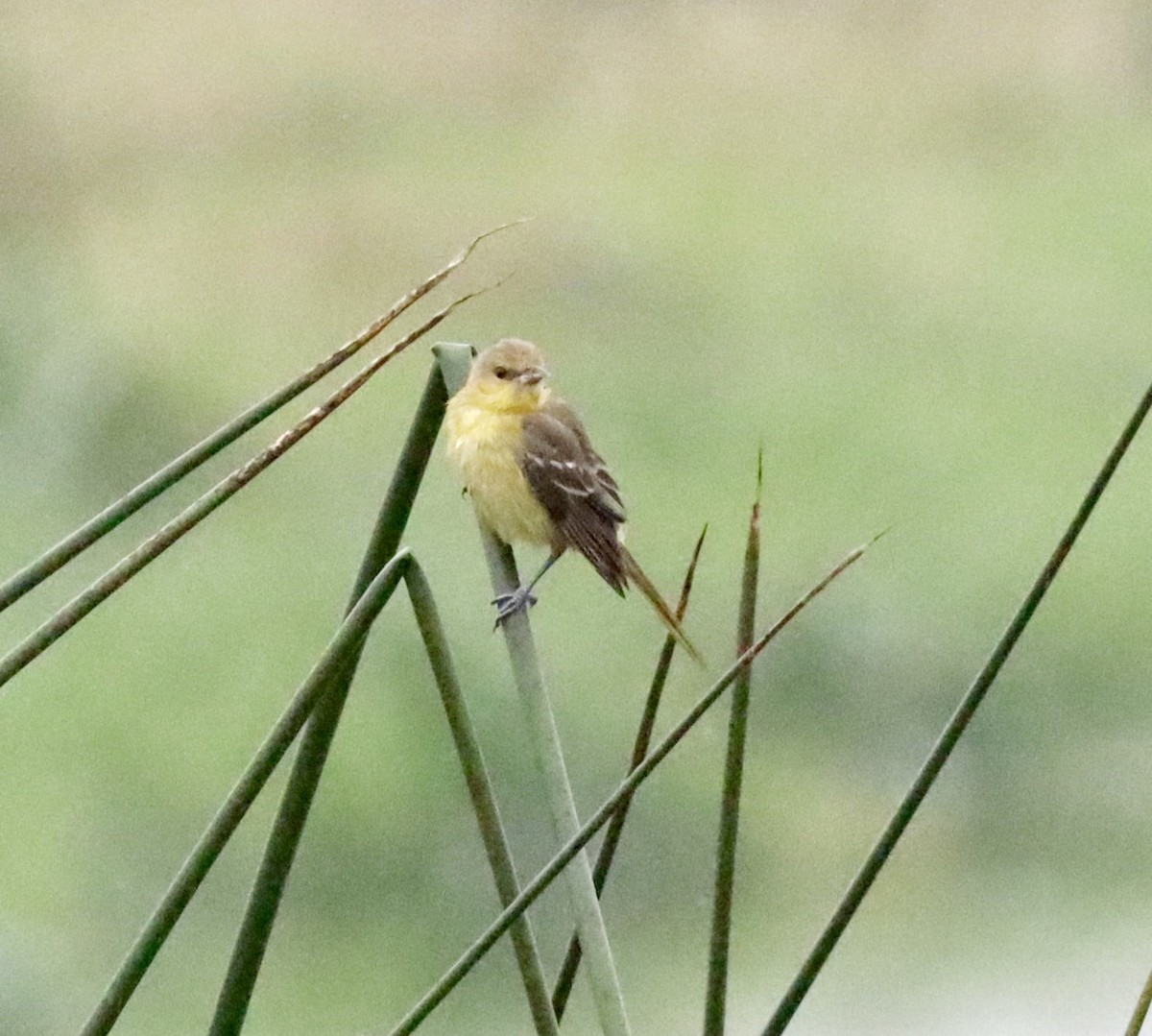 Orchard Oriole - ML376433631