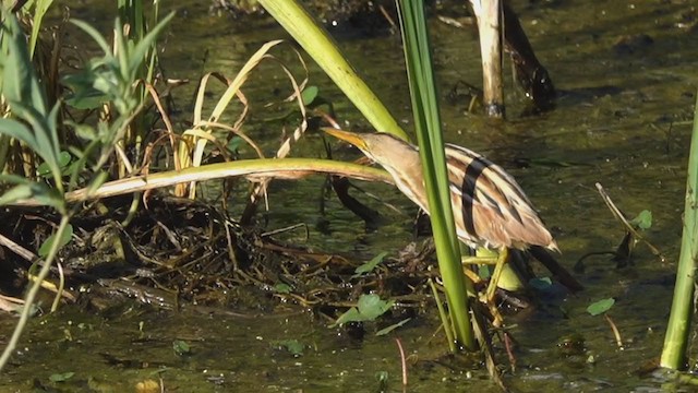 Stripe-backed Bittern - ML376433831