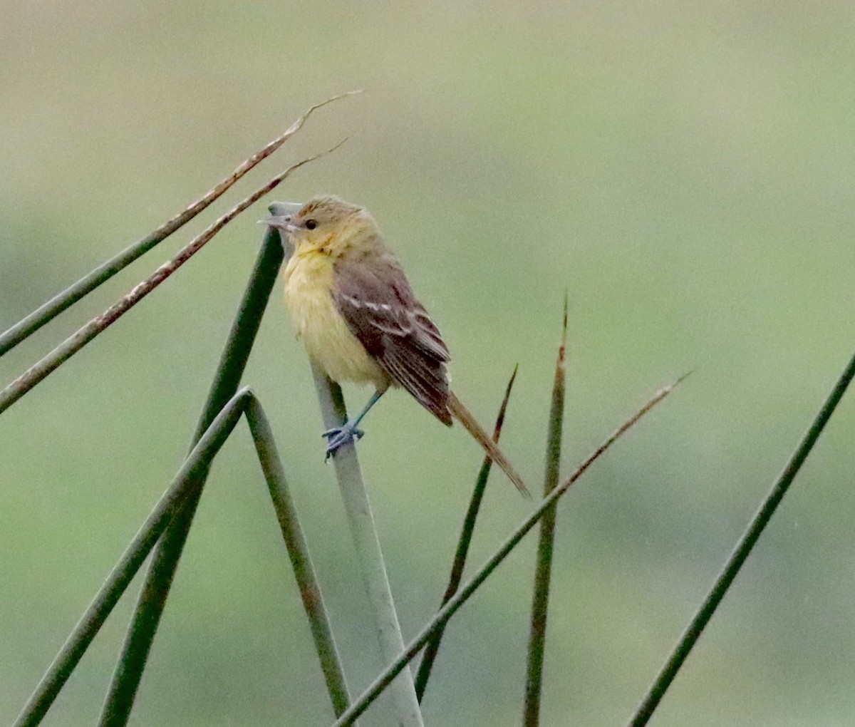 Orchard Oriole - ML376434021