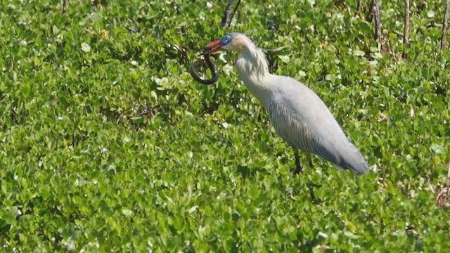 Whistling Heron - ML376434351