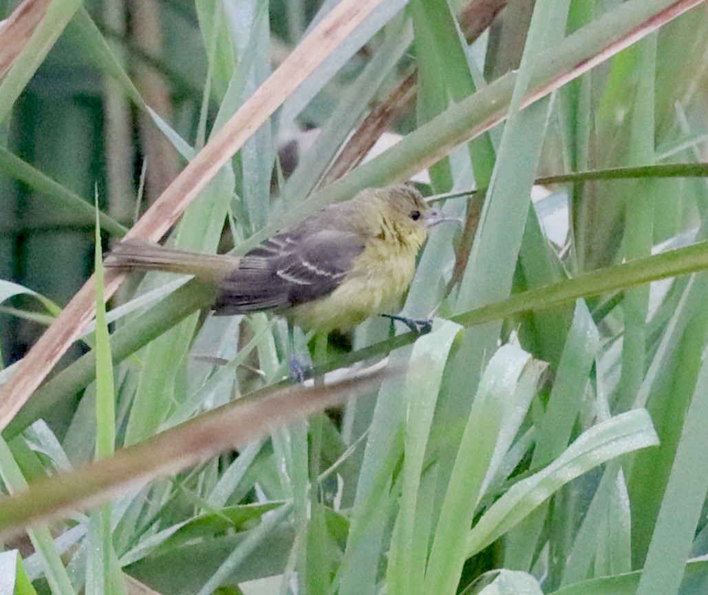 Orchard Oriole - ML376434621