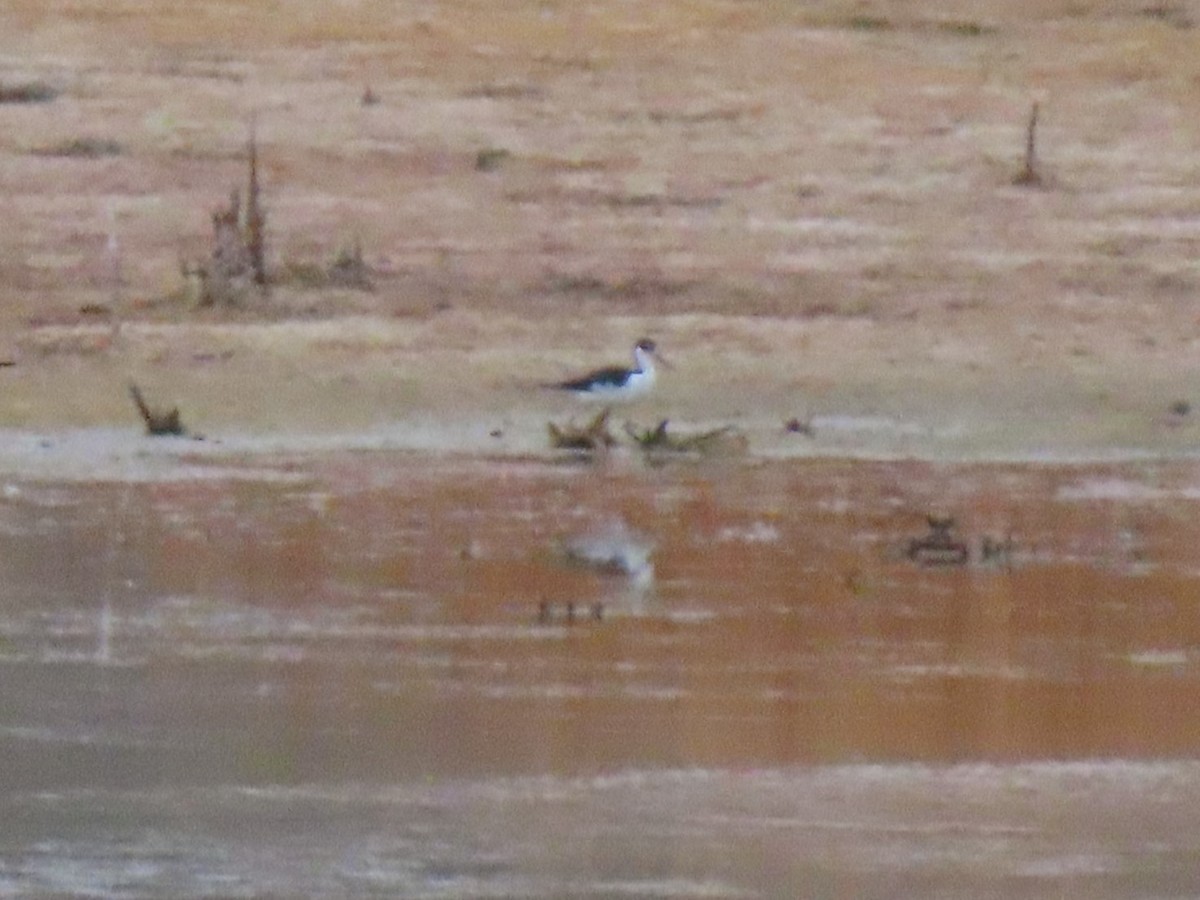 Black-necked Stilt - ML376438451