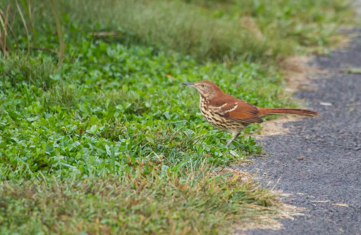 Brown Thrasher - ML376439781