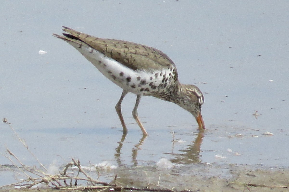 Piro piro macchiato - ML37644001