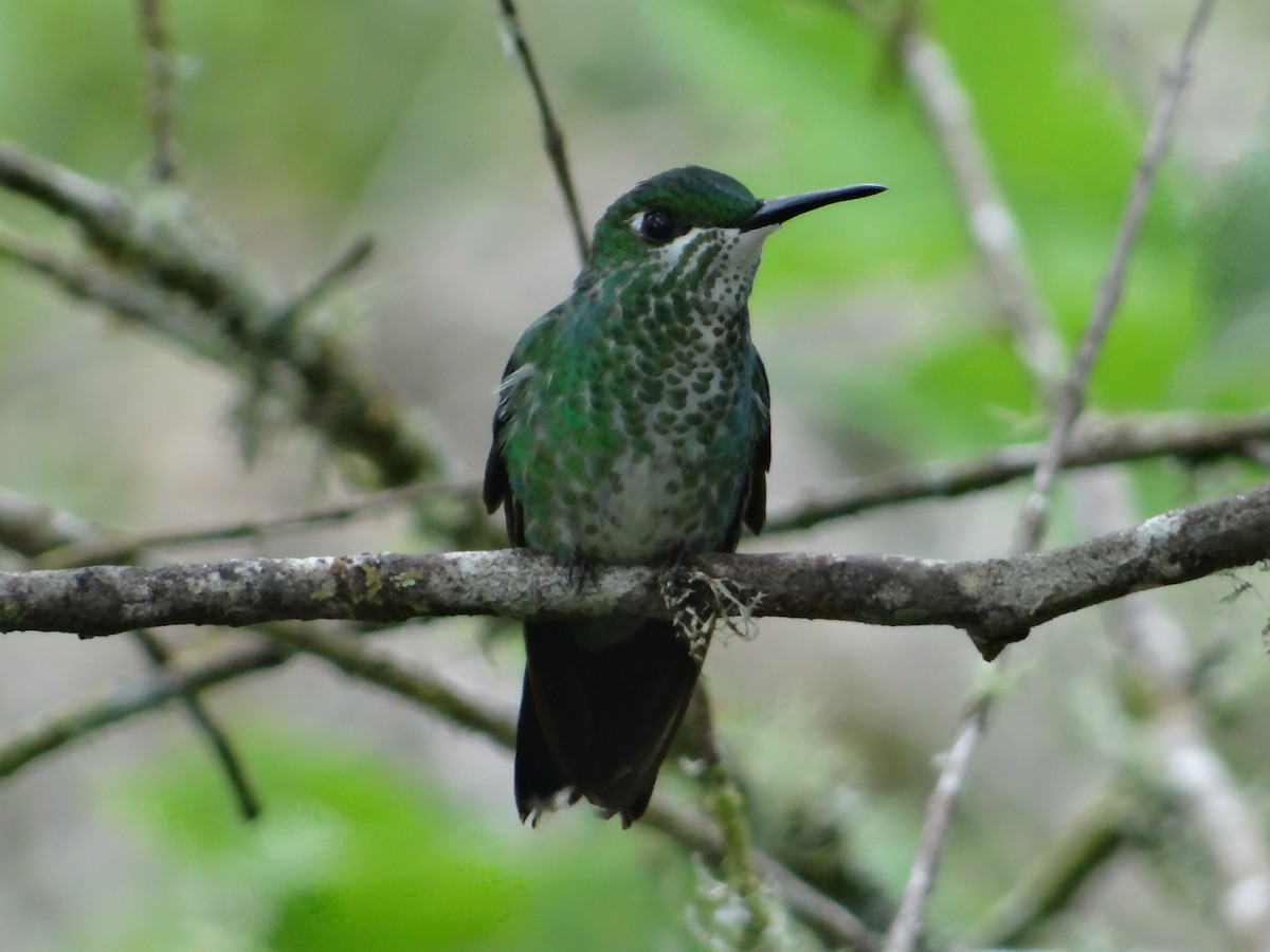 Green-crowned Brilliant - ML376440071
