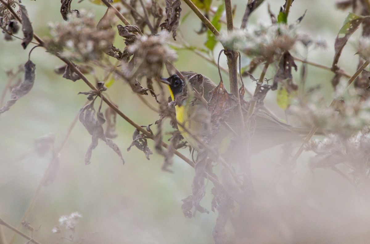 Common Yellowthroat - ML376440391