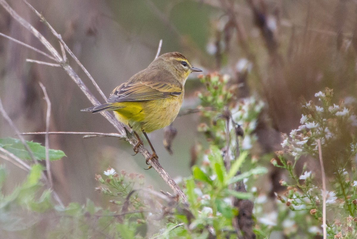 Palm Warbler - Stella Tea