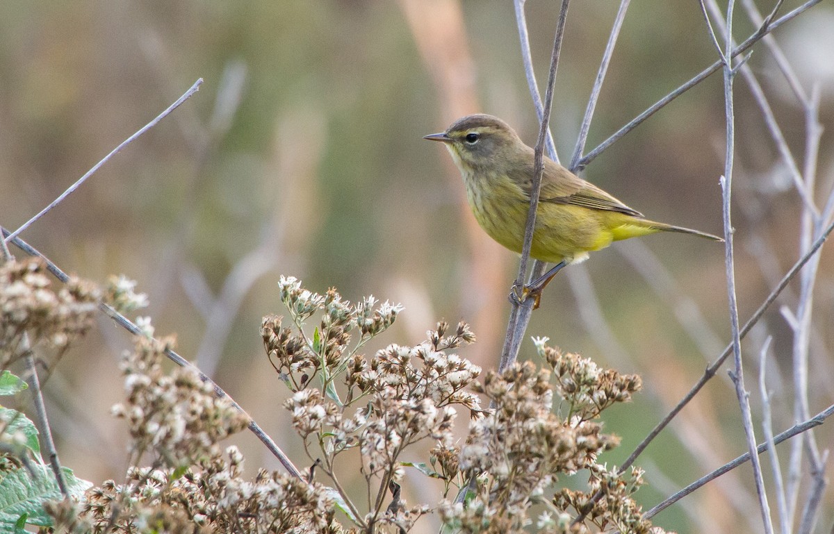 Palm Warbler - Stella Tea