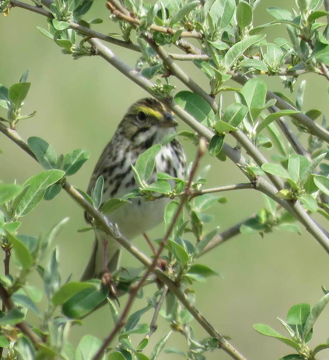 Savannah Sparrow - ML37644181