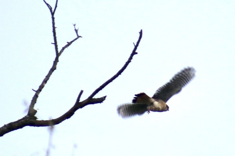 American Kestrel - ML376441911