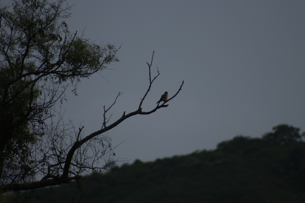 American Kestrel - ML376441931