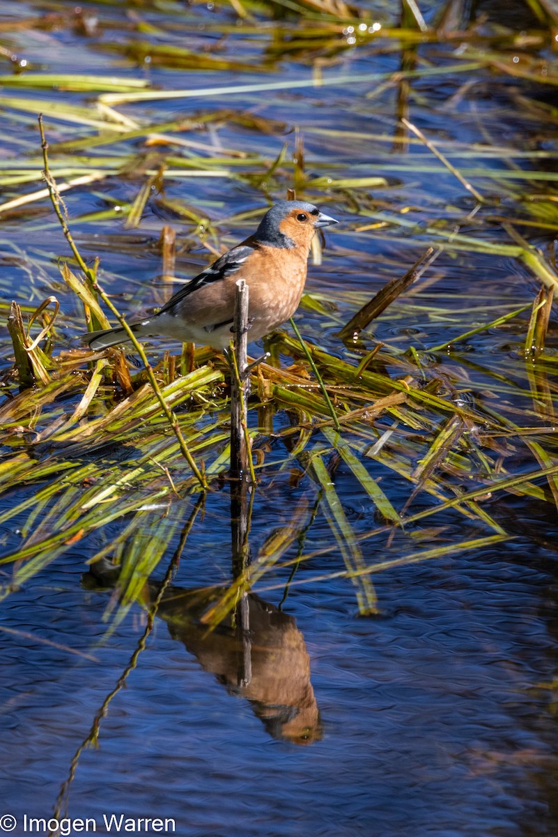 Common Chaffinch - ML376442171