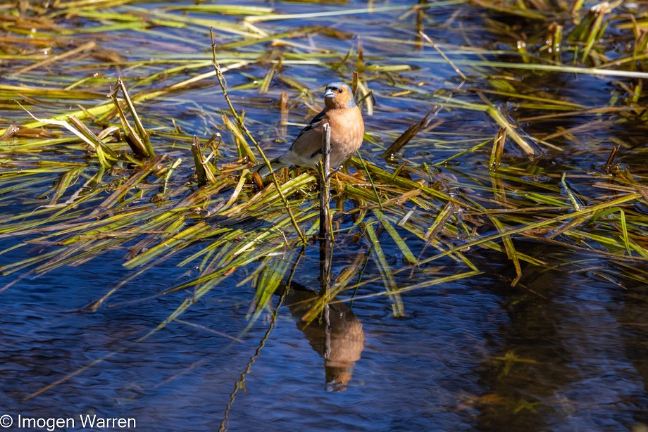 Common Chaffinch - ML376442211