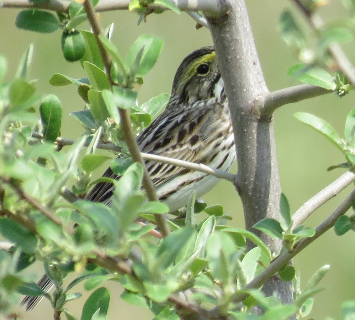 Savannah Sparrow - ML37644231
