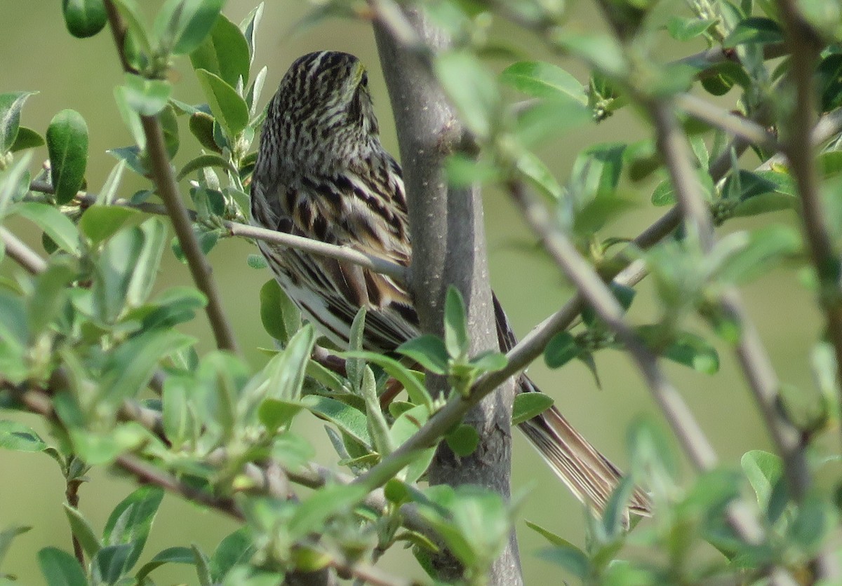 Savannah Sparrow - ML37644251