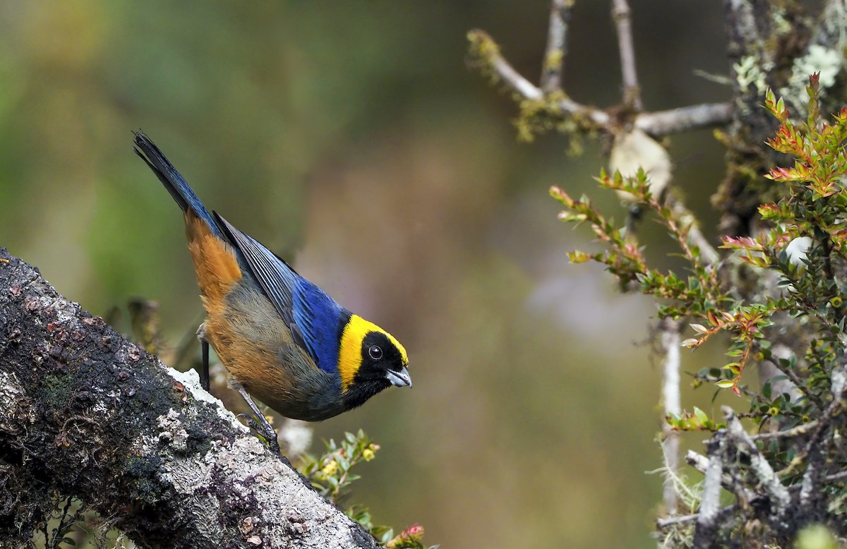 Golden-collared Tanager - Andrew Spencer