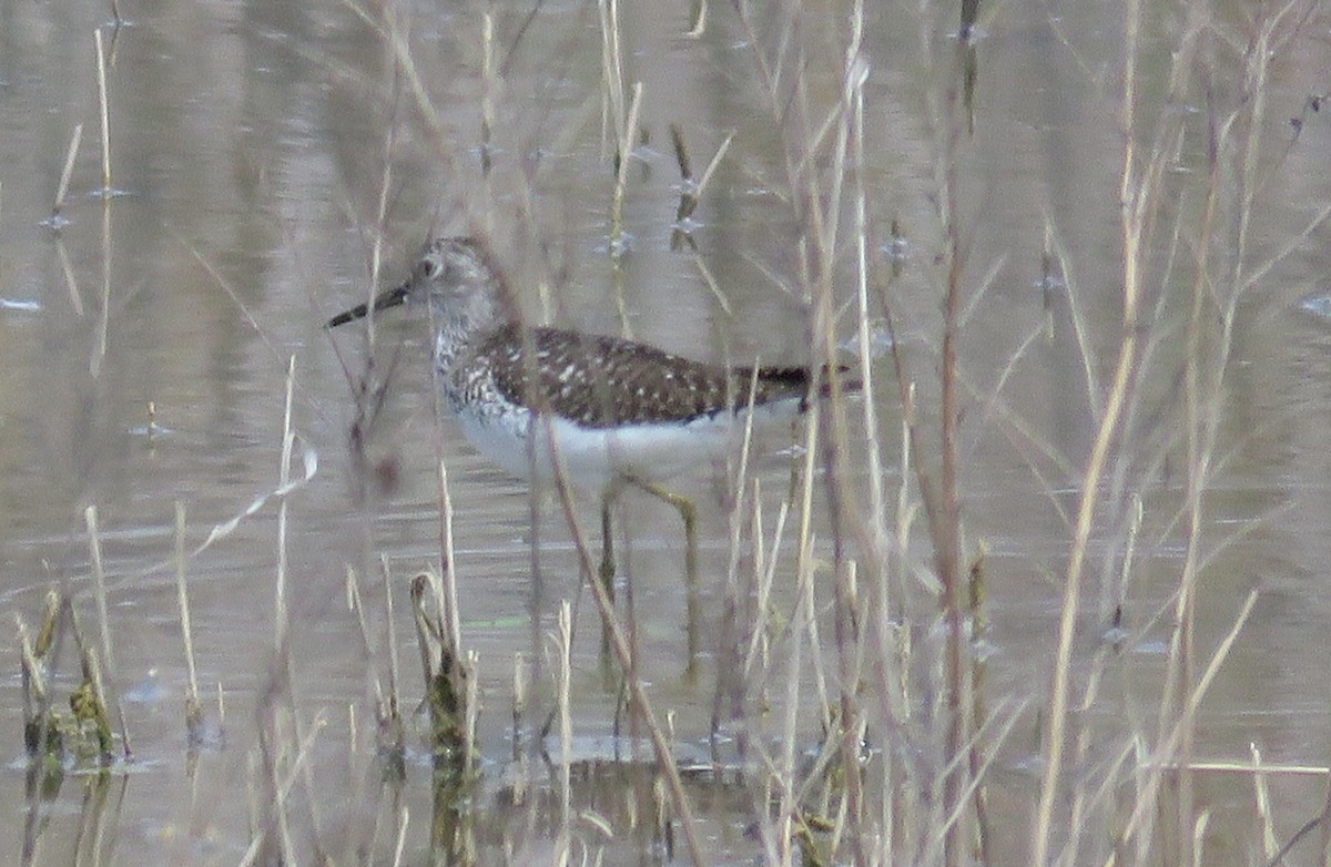 Solitary Sandpiper - ML37644351