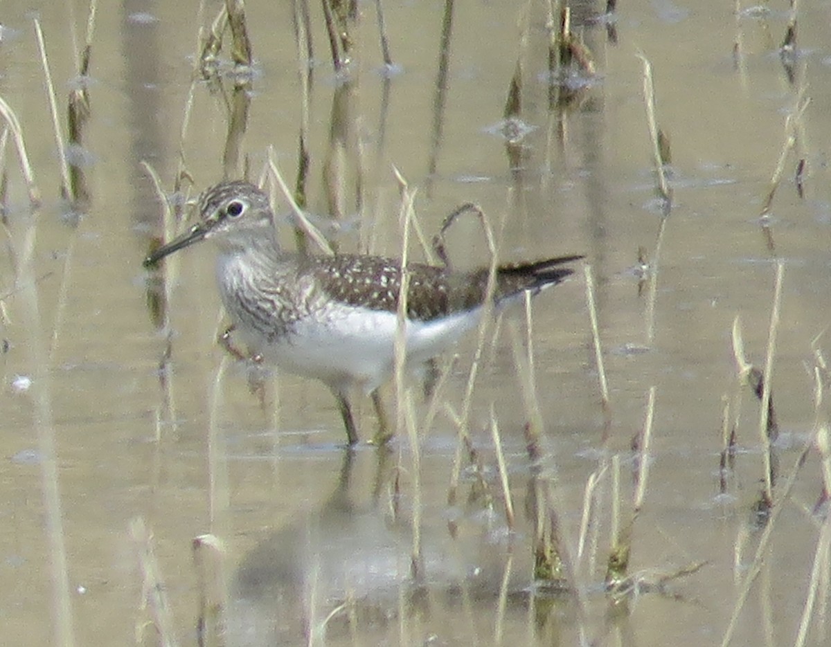 Solitary Sandpiper - ML37644361