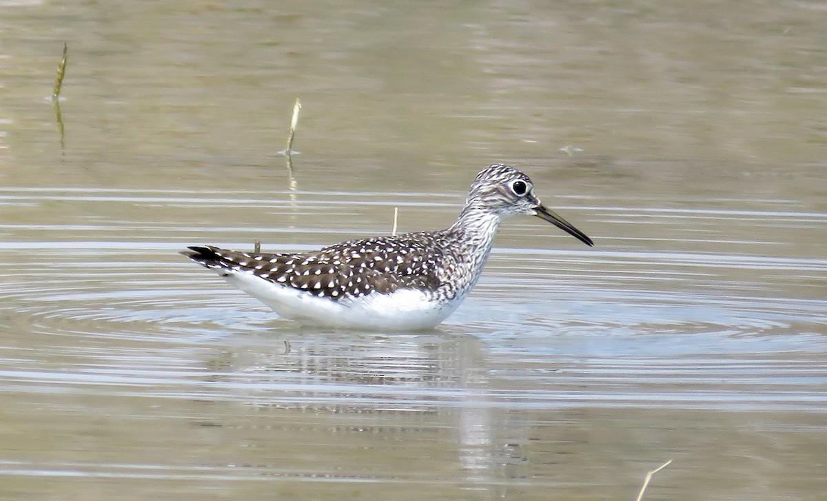 Solitary Sandpiper - ML37644381