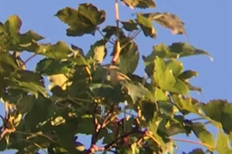 Yellow Warbler - Spencer Hildie