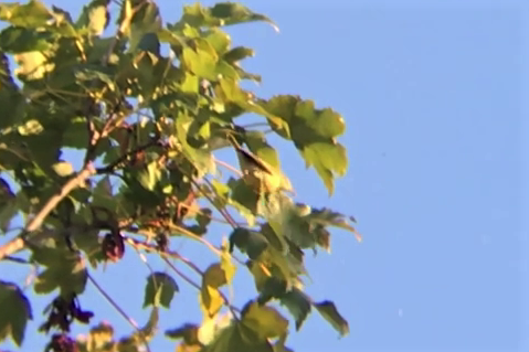 Yellow Warbler - Spencer Hildie