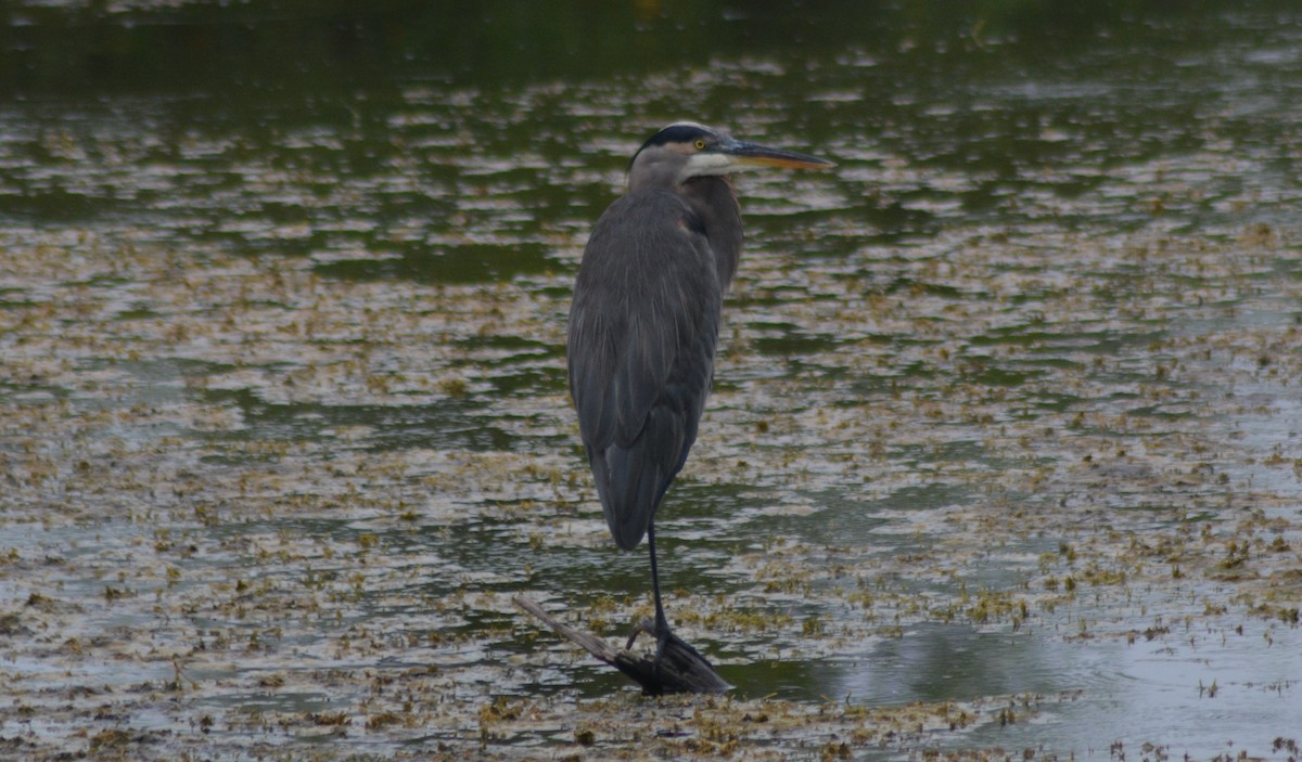 Great Blue Heron - Keith M Kemp