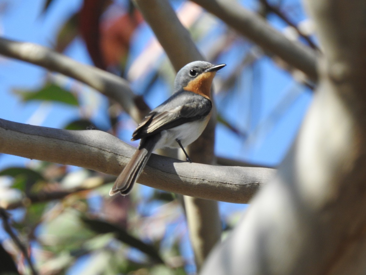 Leaden Flycatcher - ML376447921