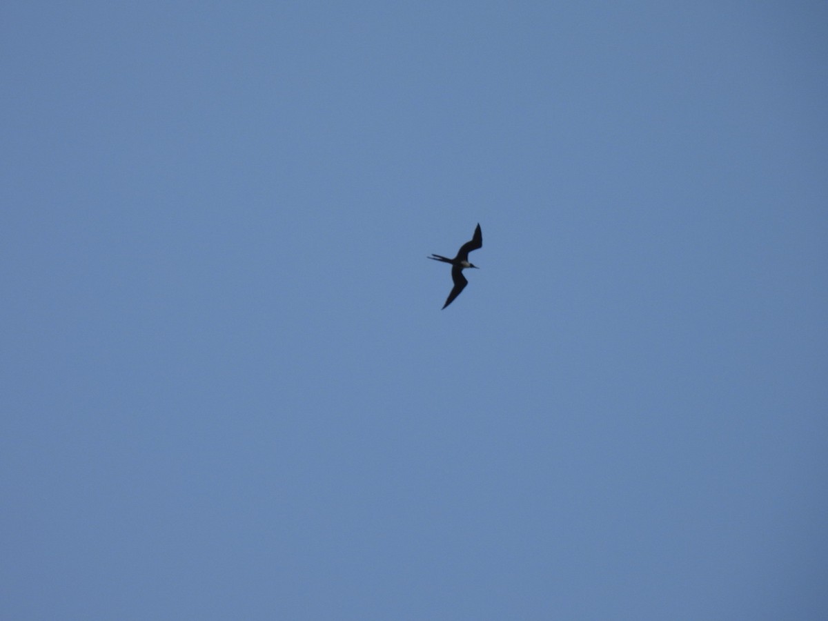 Magnificent Frigatebird - ML376448021