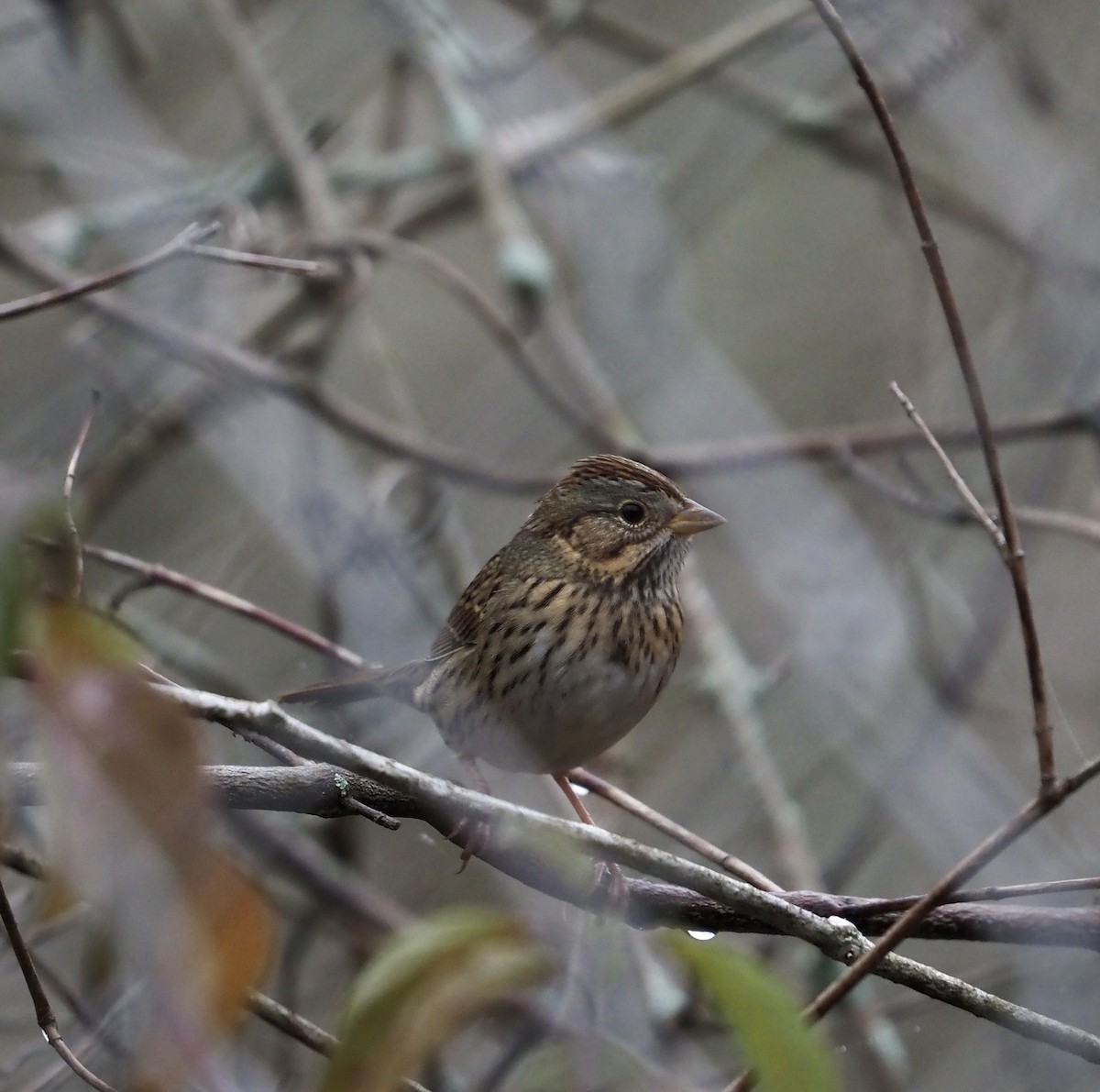 Lincoln's Sparrow - ML376451361