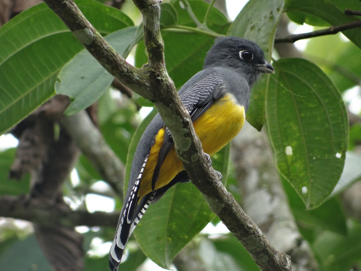 Gartered Trogon - ML376451691