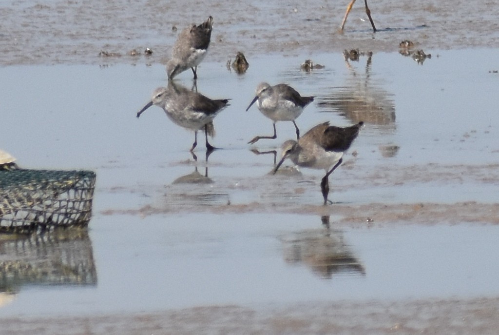 Stilt Sandpiper - Claire H