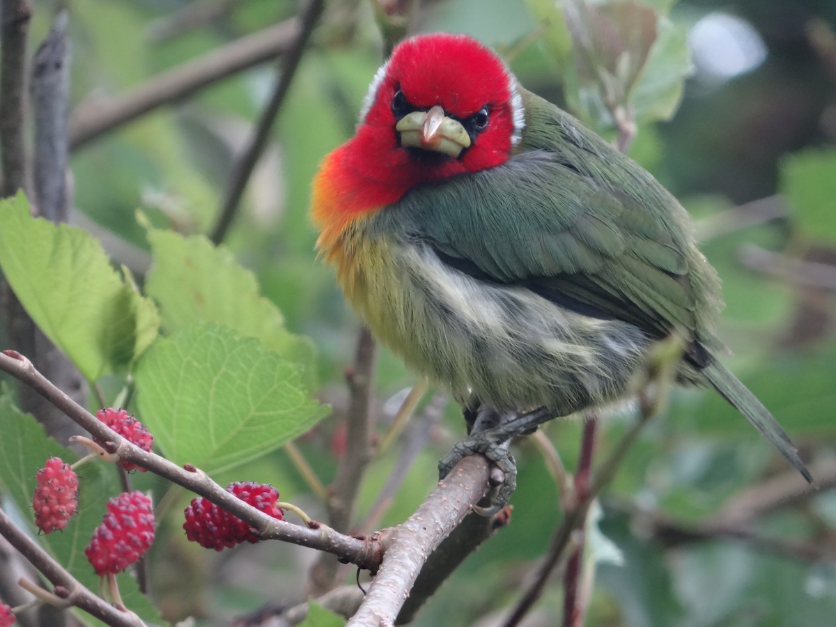 Red-headed Barbet - San Gerardo's Birds