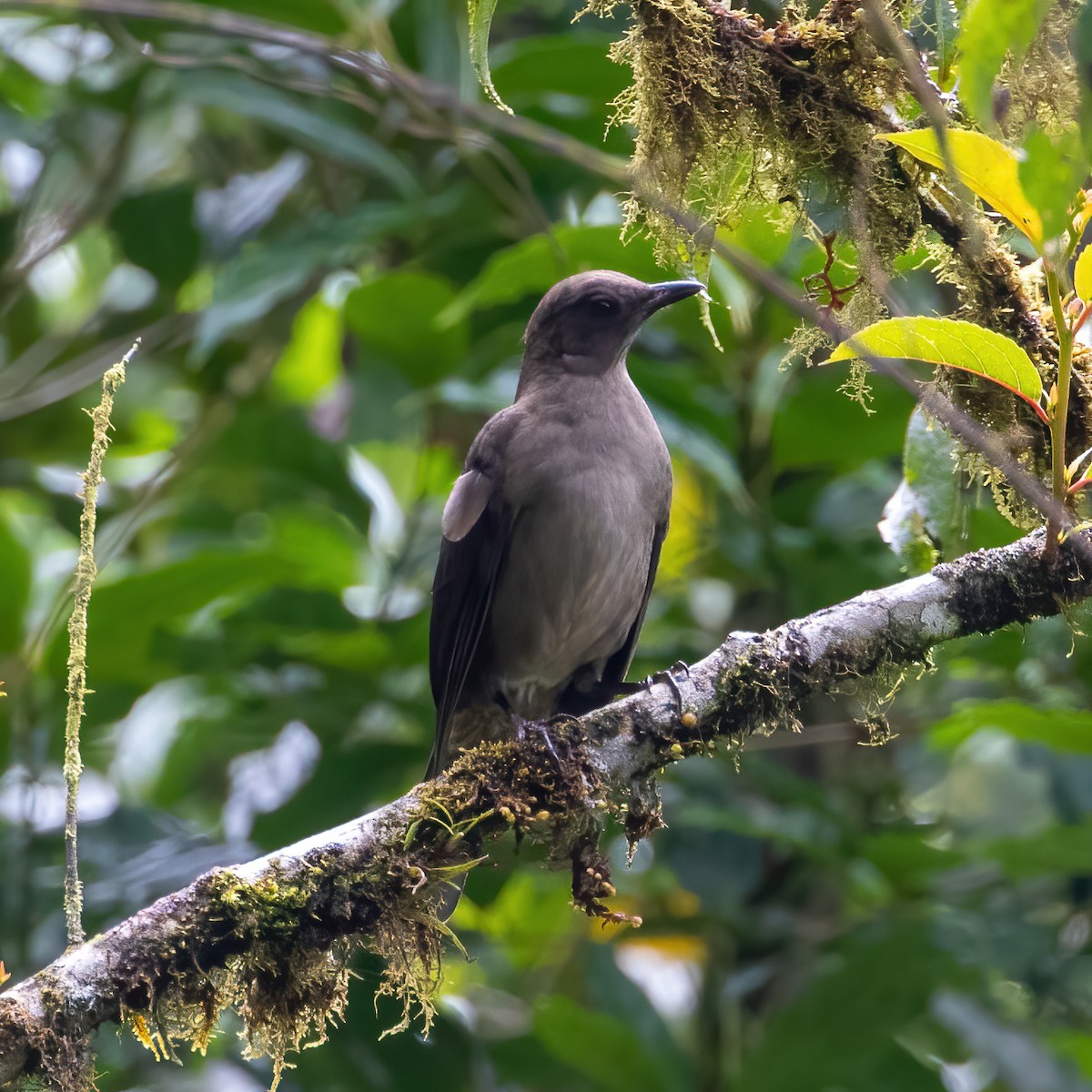 Mountain Thrush - ML376453661