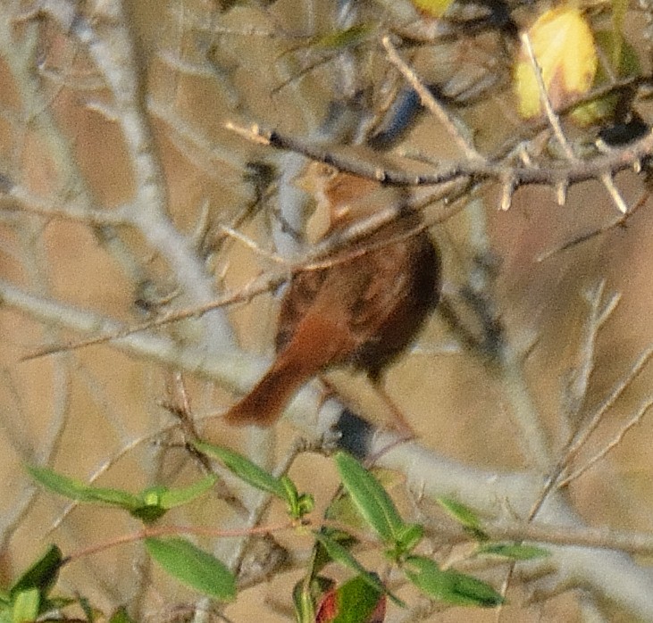 Fox Sparrow - ML37645431