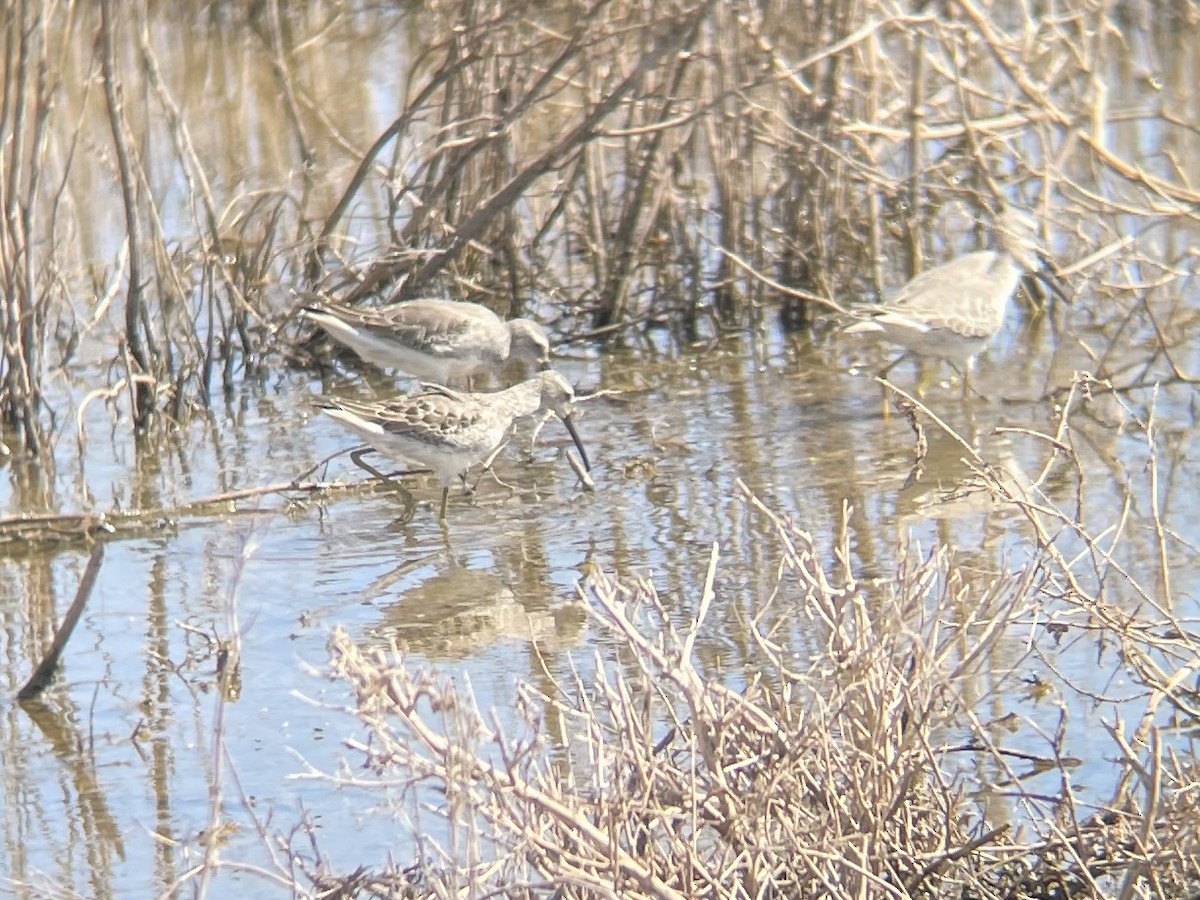 Stilt Sandpiper - ML376455771