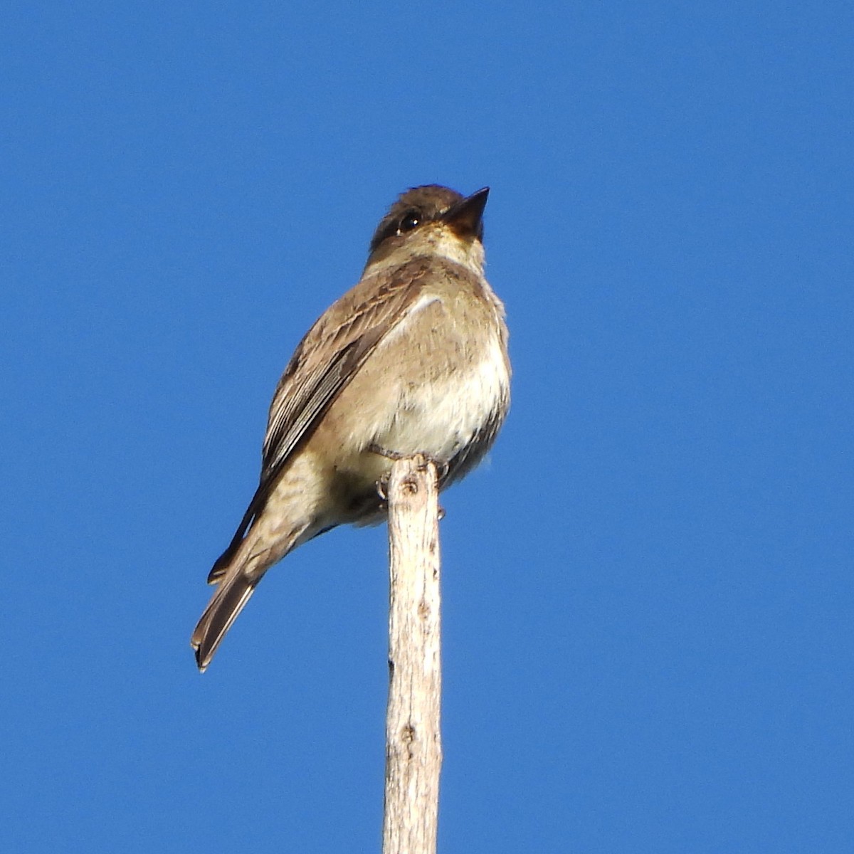 Olive-sided Flycatcher - ML376456421