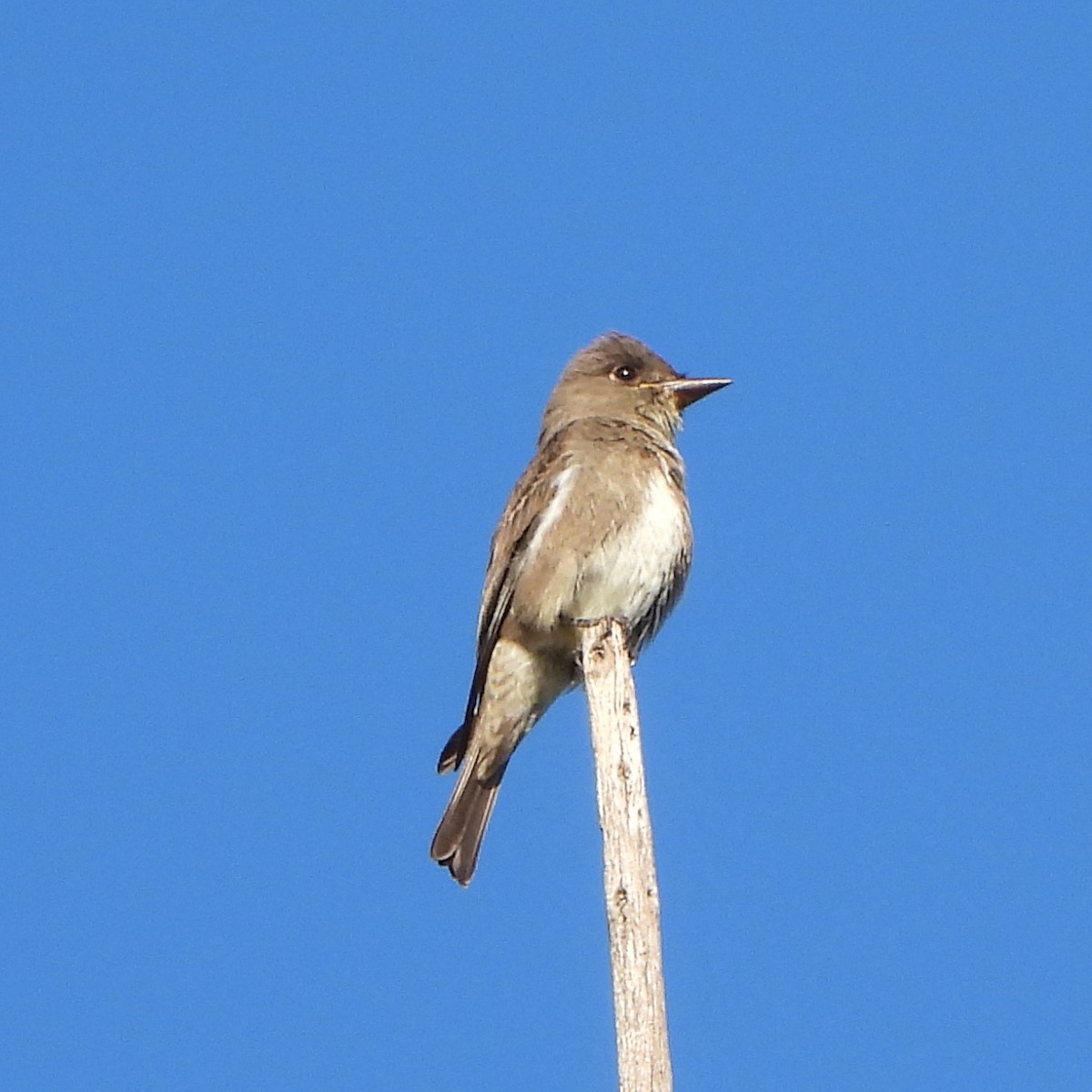 Olive-sided Flycatcher - ML376456461