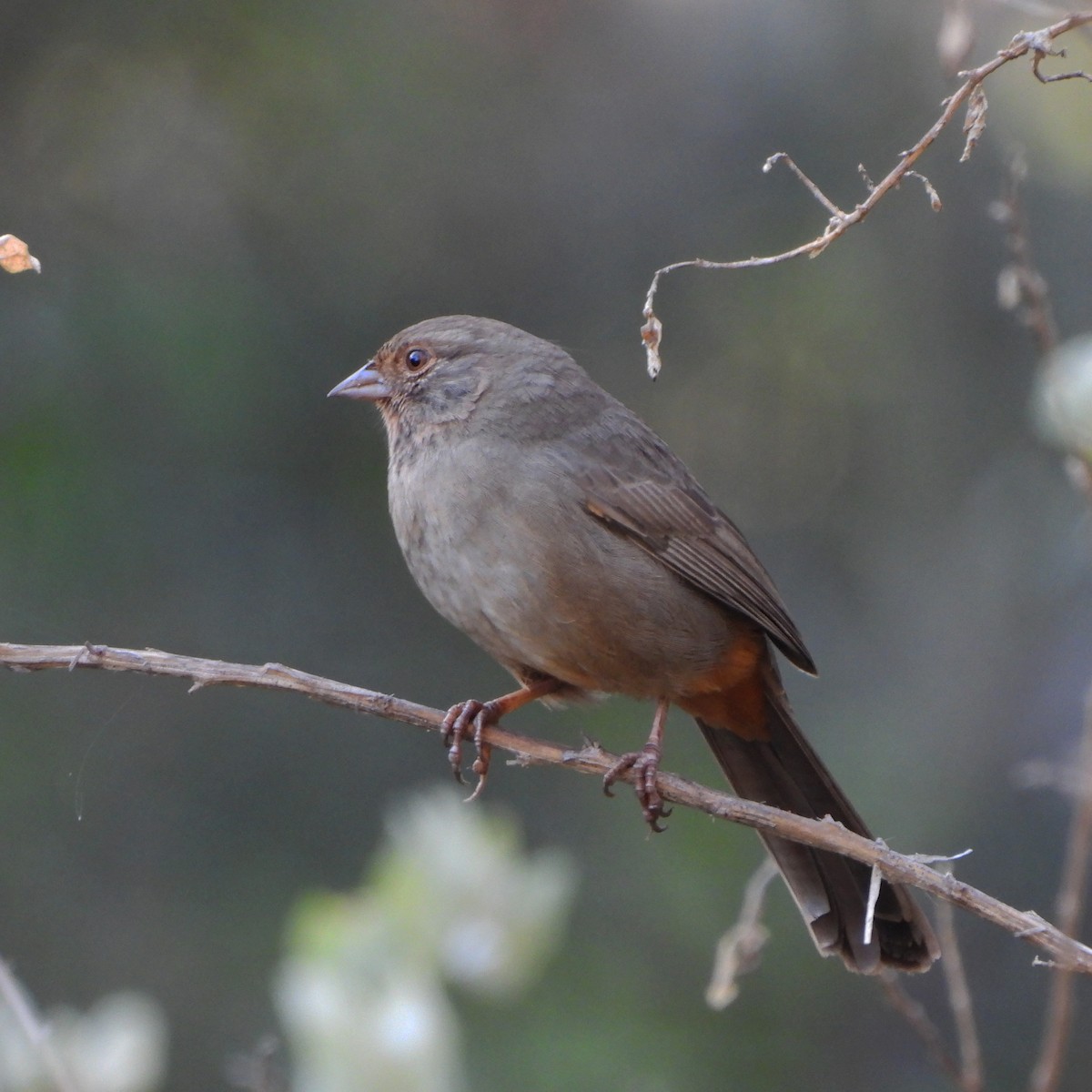 California Towhee - ML376456591