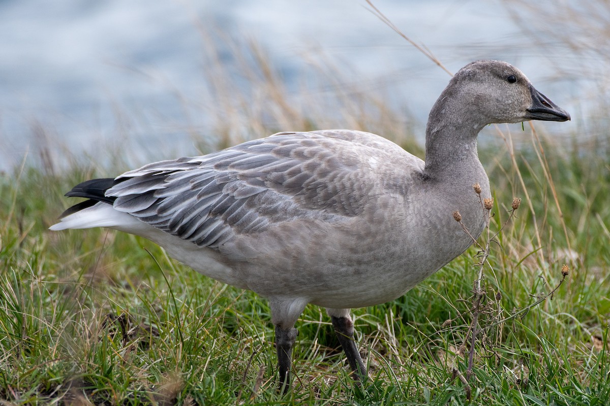 Snow Goose - ML376456761