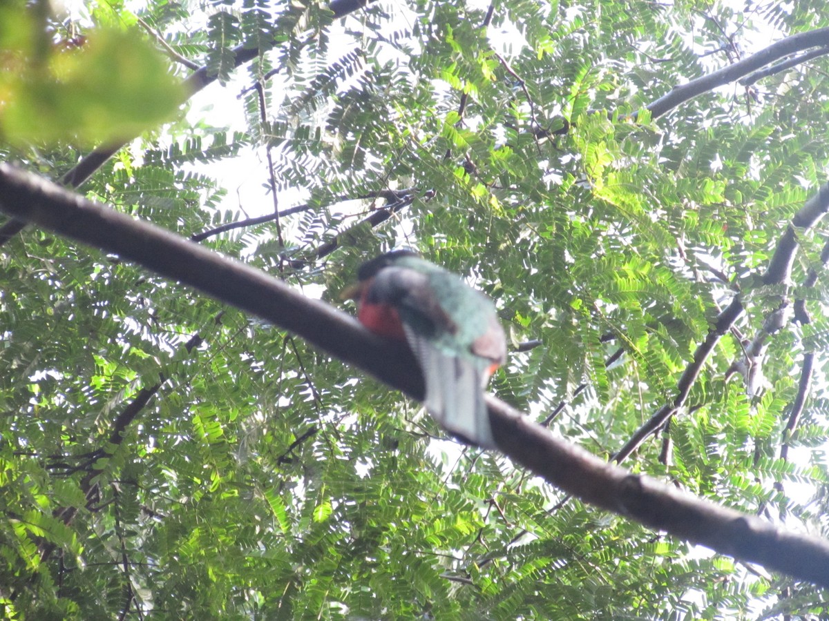 Collared Trogon - Victoria Estrella