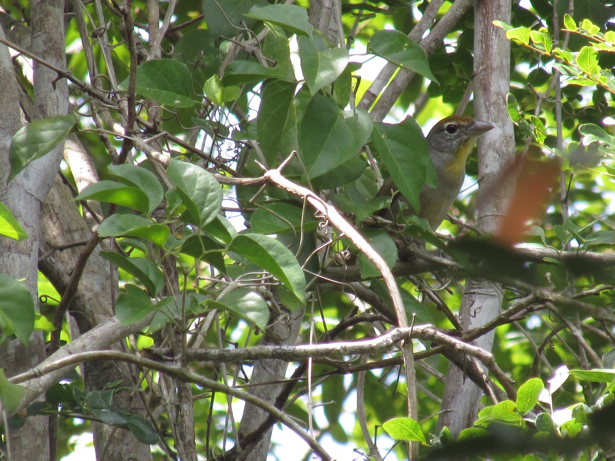 Rose-throated Tanager - Victoria Estrella