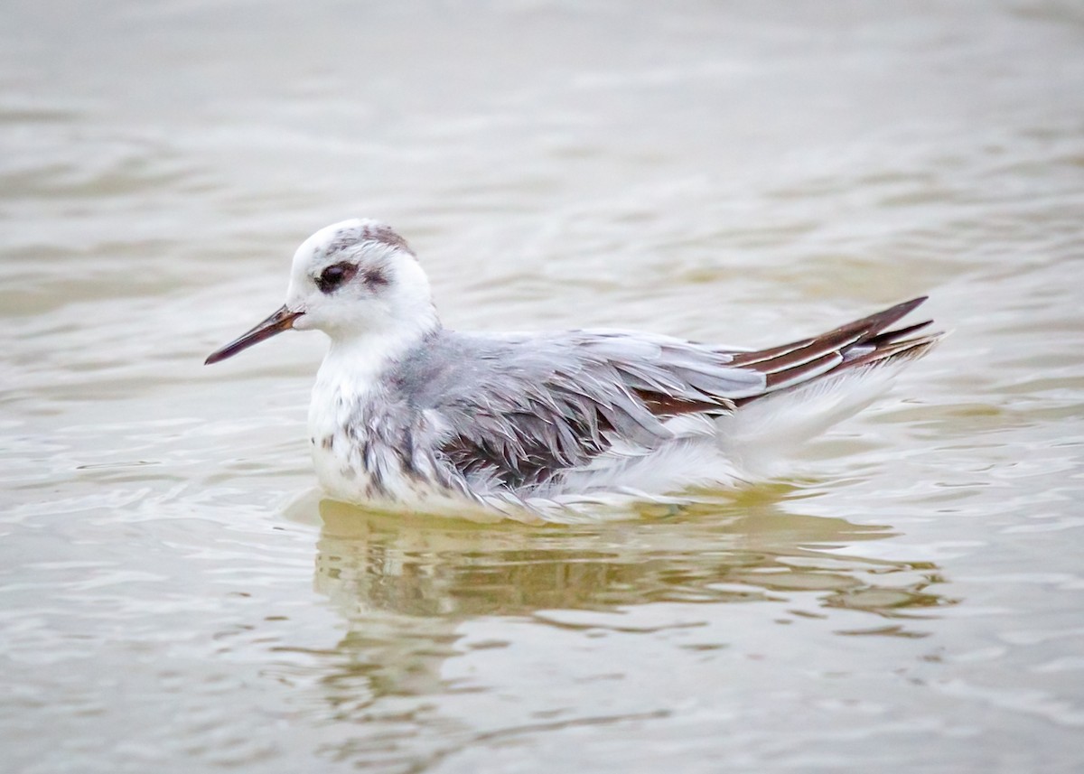 Red Phalarope - James Loveless