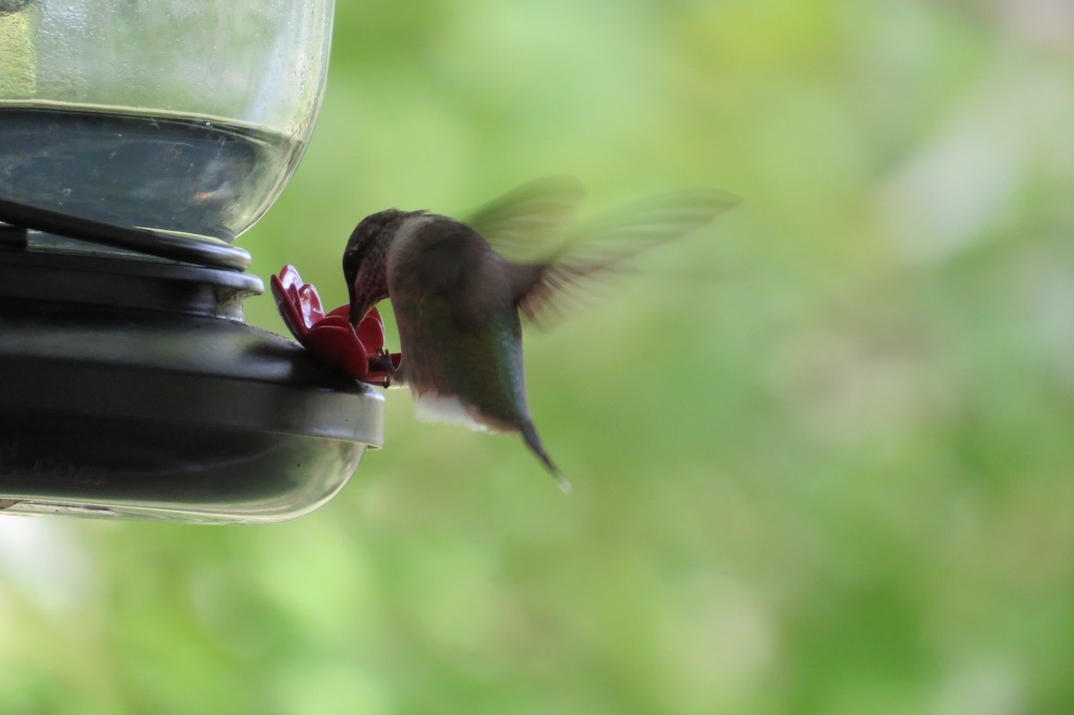 Ruby-throated Hummingbird - ML376457981