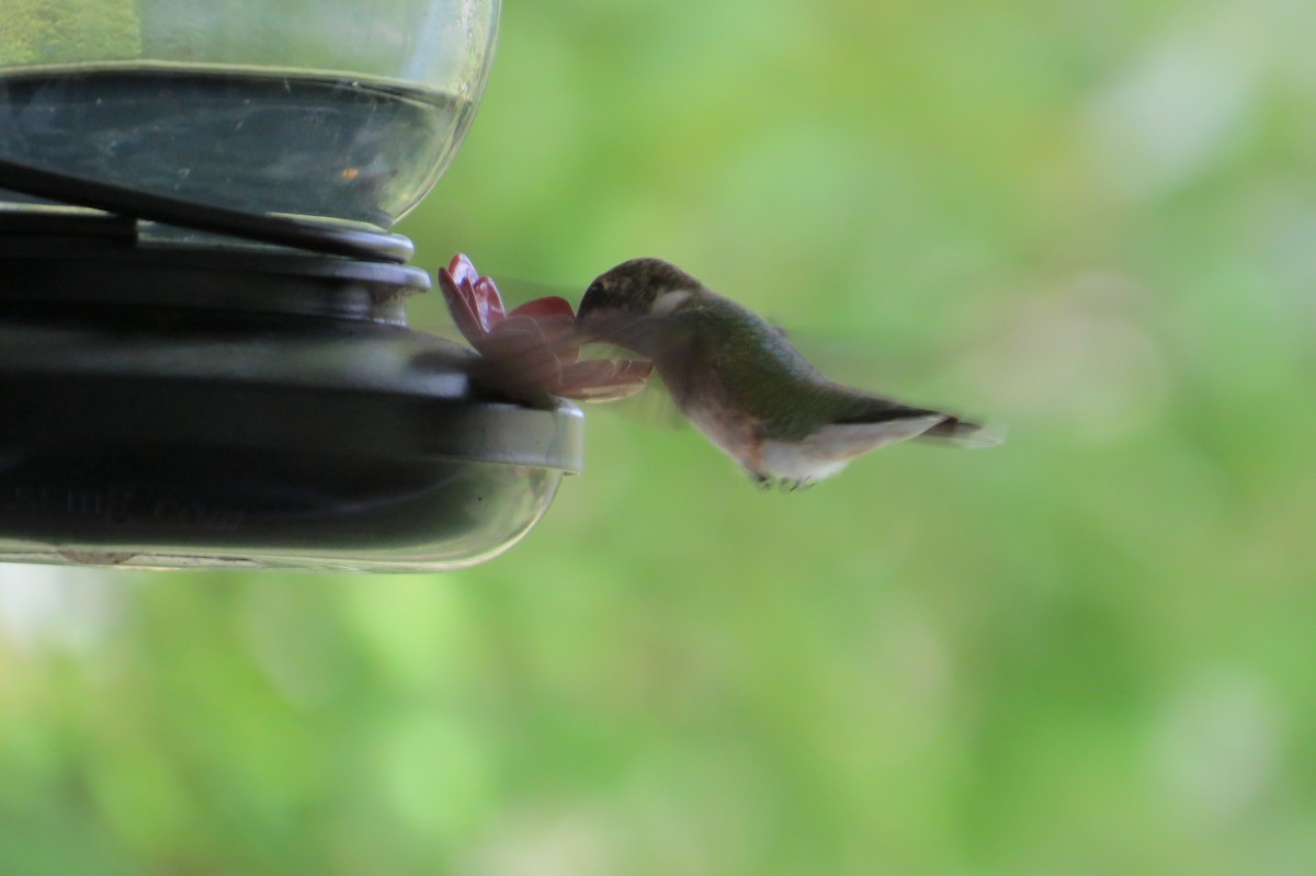 Ruby-throated Hummingbird - ML376458011