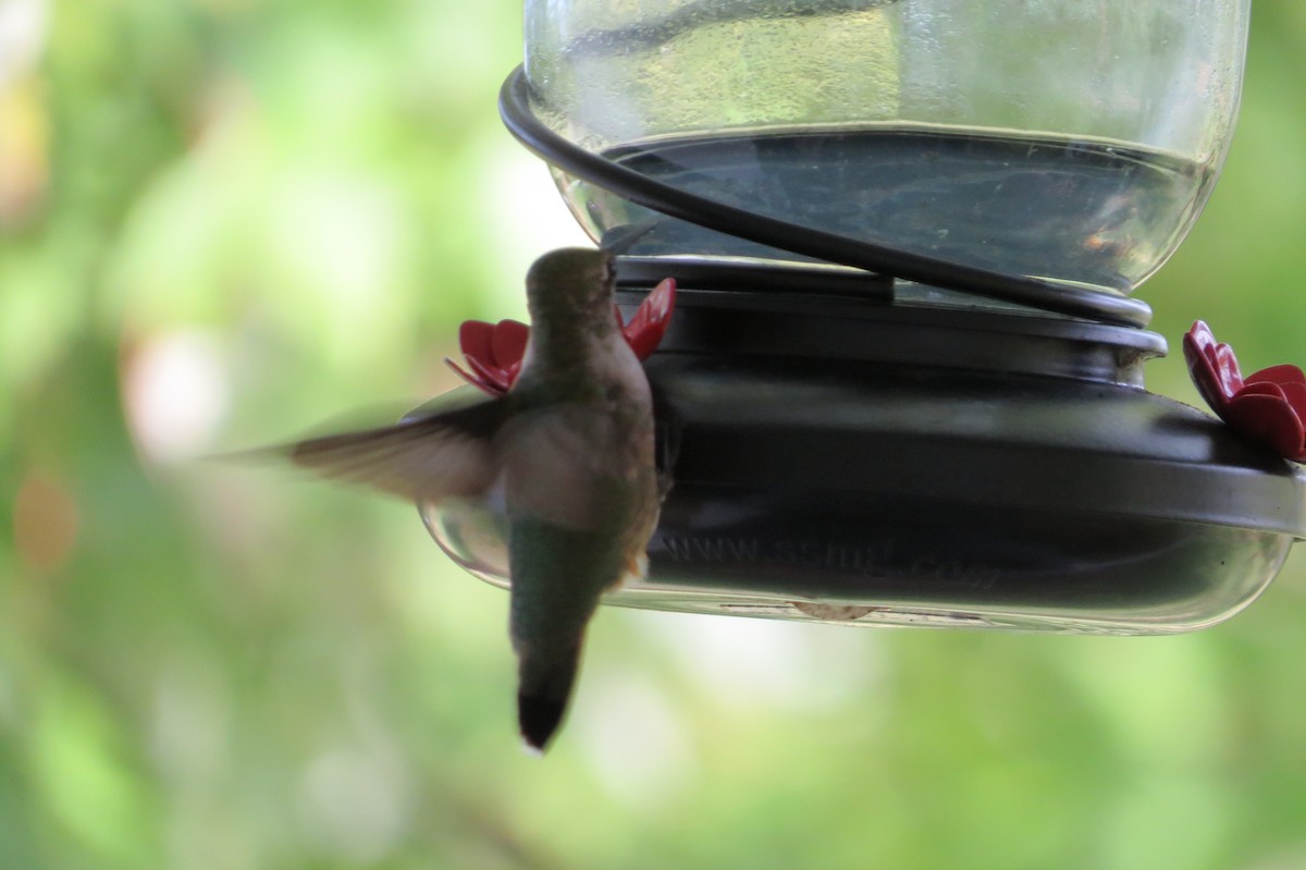 Ruby-throated Hummingbird - ML376458261