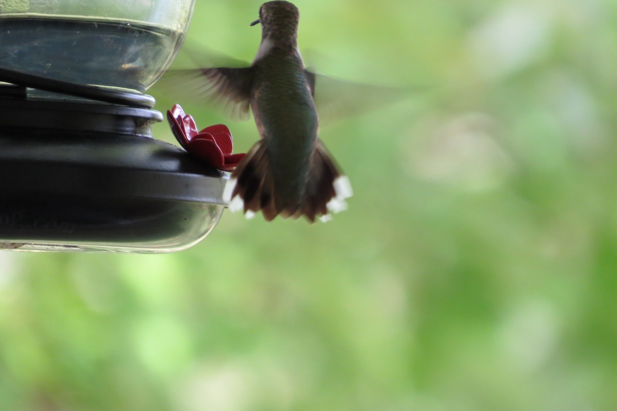 Ruby-throated Hummingbird - ML376458281